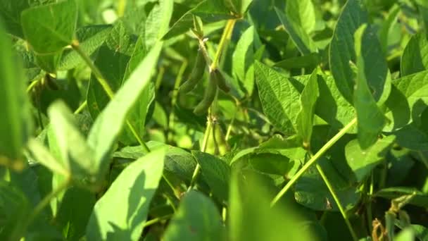 Sojabohnenblätter Aus Nächster Nähe Reifung Der Sojabohnen Sojabohnen Anbauen Video — Stockvideo
