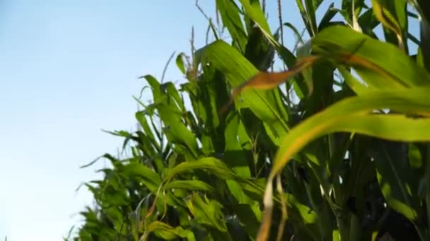 美しいトウモロコシの葉 トウモロコシは空の背景に風で発達する 畑で育ったスイートコーン — ストック動画