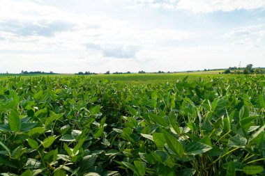Endüstriyel ölçekte soya fasulyesi tarlası. Güzel yeşil soya fasulyesi tarlada yetişiyor..
