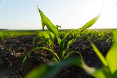 Toprakta büyüyen bir mısır filizinin yakın çekimi. Tatlı mısır filizi.