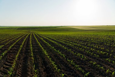 Büyük mısır tarlası. Toprakta büyüyen mısır filizleri olan bir tarla. Tatlı mısır ekimi. Endüstriyel ölçekte mısır yetiştirmek.