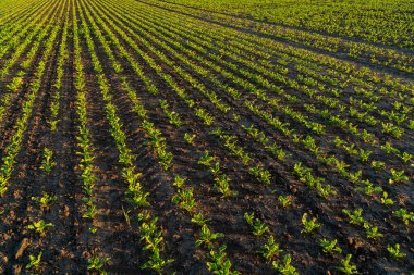 Küçük pancar filizli güzel çizgiler. Pancar filizleri siyah toprakta yetişir. Gün batımında pancar tarlası.
