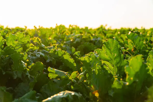 Sugar beet in the field. Sugar beet field with sunset. A beautiful image of sugar beets.
