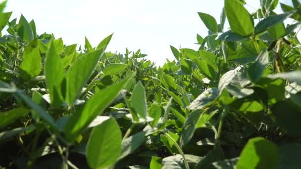 Büyük Bir Soya Fasulyesi Tarlası Yeşil Güzel Soya Fasulyesi Yaprakları — Stok video