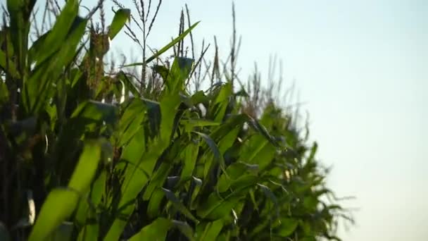 Maïsveld Zomer Maïsbladeren Bewegen Wind Maïs Groeit Het Veld Mooie — Stockvideo
