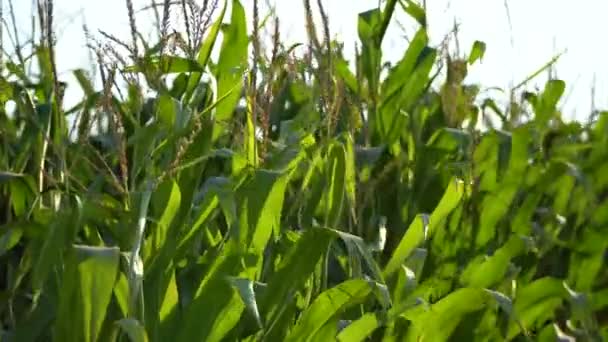 トウモロコシは風の中を移動する 熟成期のコーン 日没のコーンフィールド トウモロコシの美しい動画 4K映像について — ストック動画