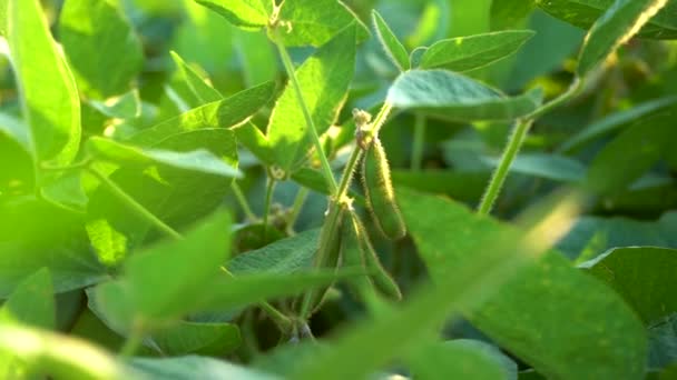 Ripe Soybean Close Fresh Green Soybeans Time Harvest Soybeans Beautiful — Stock Video