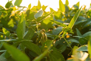 Organik bir tarlaya yakın soya fasulyesi. Gün batımında soya tarlası.