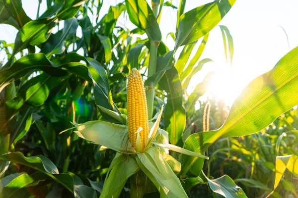 Wybiórczy Obraz Kolby Kukurydzy Polu Organicznym Piękna Kolba Kukurydzy Wisi Obraz Stockowy