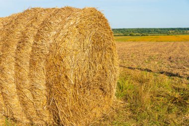 Yuvarlak, güzel bir saman balyasına yaklaş. Tahıl bitkileri hasat ettim. Kış için saman topluyorum..