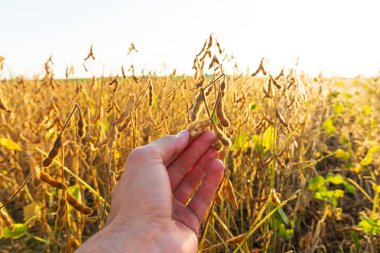 Kaliteyi kontrol eden ve soya fasulyesini elinde tutan bir çiftçi. Büyüyen soya fasulyesi.