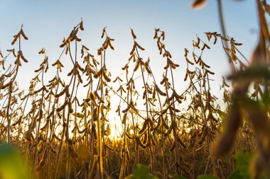 Gün batımında soya fasulyesi tarlası. Güzel soya fasulyesi sapları. Soya fasulyesi çiftliği.