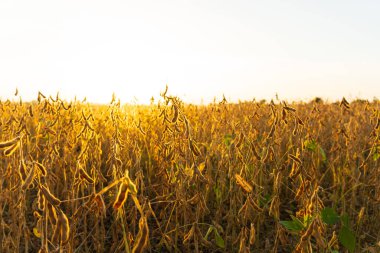 Gün batımında çok güzel soya fasulyesi tarlası. Soya fasulyesi hasadı. Soya fasulyesi tarlasının güzel bir manzarası.