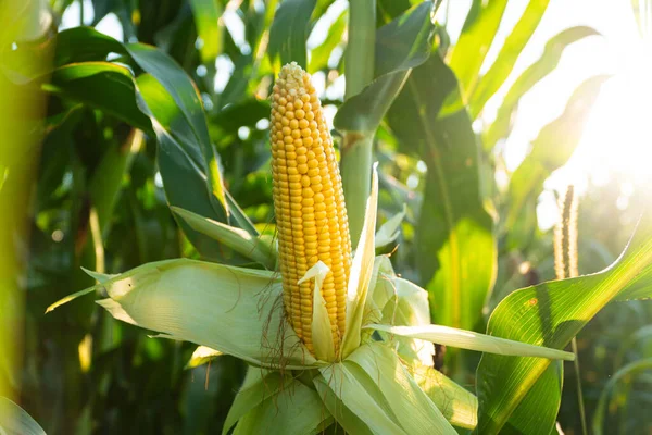 Beautiful Cob Corn Grown Field Yellow Fresh Corn Field — Stock Photo, Image
