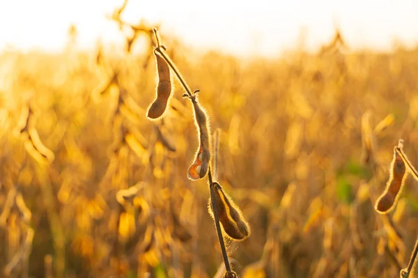 Ripe soybean plants in a soybean field at sunset. Ripening of soybeans. A beautiful image of soybeans in a field. Soft focus.
