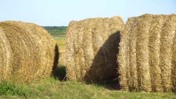 田野上躺着一捆漂亮的稻草 收获后的稻草包田里 — 图库视频影像