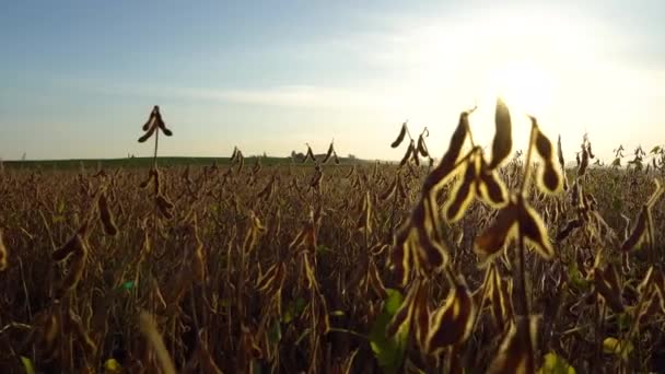 日没の大豆畑で 美しい大豆の茎 大豆プランテーション スライダーショット — ストック動画