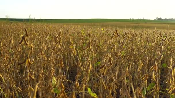 一大片成熟的大豆 成熟的大豆 在工业规模上种植大豆 美丽的秋天大豆田 — 图库视频影像