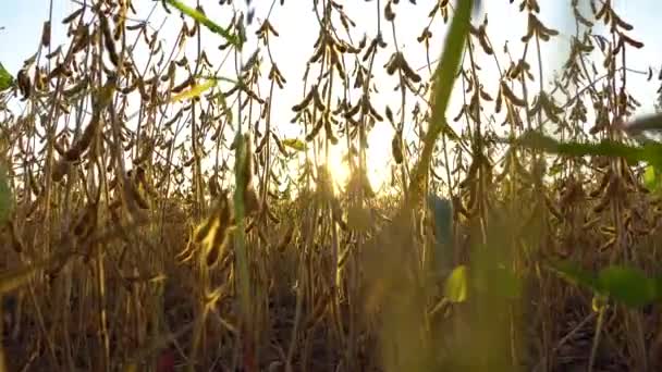 Φυτεία Σόγιας Ένα Όμορφο Βίντεο Από Χωράφι Σόγια Σφηνάκια Πλάνα — Αρχείο Βίντεο