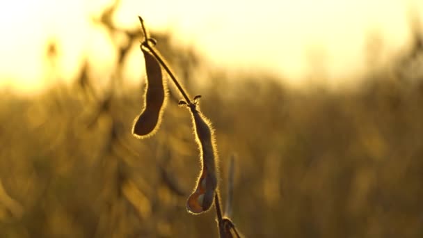 畑で大豆をパイプする 大豆を育てる ブライトカラー ソフトフォーカス — ストック動画