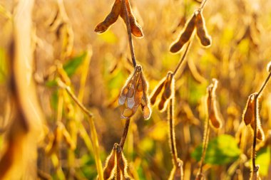 Olgun soya tohumları. Açık soya fasulyesi. Olgun soya tohumları, yakın plan. Soya tarlası. Soya - protein bitkisi.