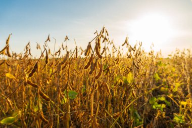 Tarladaki soya fasulyesi bitkisini kapatın. Soya fasulyesi hasadı. Kapsüller gövdelerinde bolca bulunur..