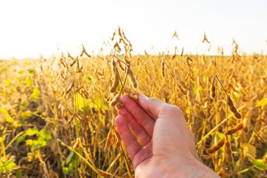 Çiftçi elinde olgun soya fasulyesi kabuklarını tutuyor. Soya fasulyesi hasadı. Soya fasulyesiyle ekilmiş bir tarla. Tarım sektörü.