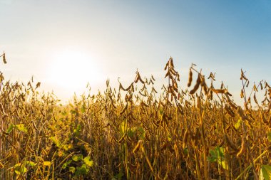 Soya fasulyesi hasadı. Sahada kurutulmuş soya tohumları.