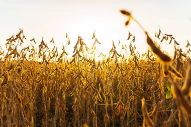 Güneş ışığına karşı büyüyen soya fasulyesi. Soya fasulyesi hasadı. Soya fasulyesiyle ekilmiş bir tarla..