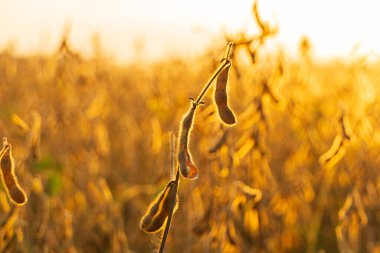 Soya fasulyesi tarlasında olgun soya tohumları. Olgunlaşmış organik soya fasulyesi. Açık soya fasulyesi kabuğu.