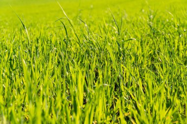 Kış buğdayı tarlada yetişir. Buğday ekimi. Yeşil genç buğday.
