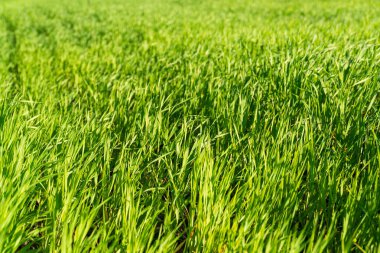 Genç buğday organik bir alanda yetişir. Buğday ekimi. Güzel buğday resmi.