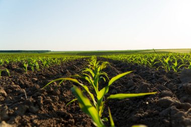 Güzel genç mısır. Mısır sıra sıra büyür. Mısır tarlası.