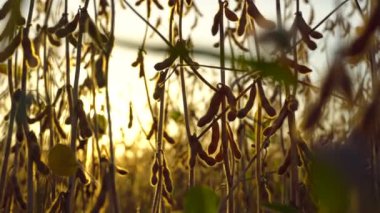 Sahada kurutulmuş soya tohumları. Güneşli tarlada soya fasulyesi kabukları.