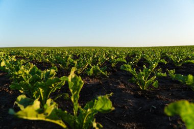 Küçük şeker pancarı bitkileri. Şeker pancarı filizleri organik bir alanda yetişir..