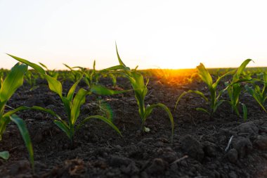 Küçük mısır bitkileri. Mısır filizleri organik bir alanda yetişir..