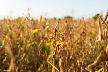 Gün batımında soya fasulyesi tarlası. Çiftlikteki soya fasulyesi kabukları. Hasat..