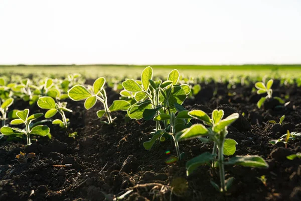 Small soybean plants. Soy sprouts grow on an organic field.