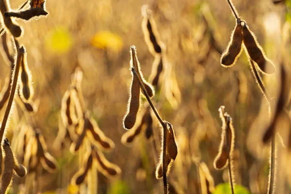 Ripe soybeans closeup. Soybean field ready to harvest.