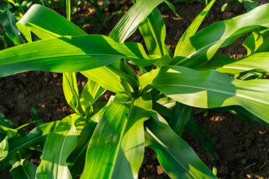 Mısır yaprağı. Mısır tarlada yetişir. Mısır tarlası.