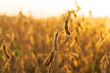 Güneş batarken soya kapsülleri, kapatın. Gün batımında çiftlikte soya fasulyesi kabuğu. Soya fasulyesi ekimi hasat edilmeye hazır. Ayrıntılara seçici odaklanma.