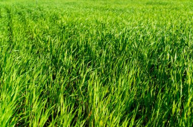 Kış buğdayı tarlada yetişir. Kış buğdayının yeşil filizleri.