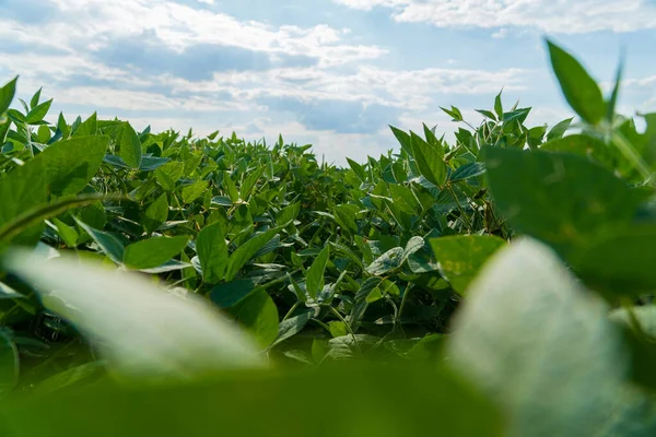 Soybean crops in field, soya bean growing on plantation. View of Soybean pods on soybean plantation.