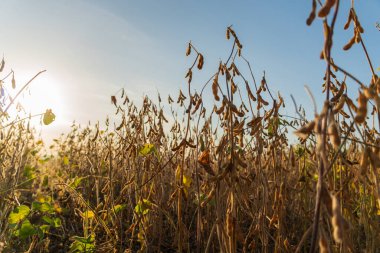 Tarlada olgun soya tohumları. Soya tarımı.