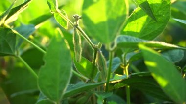 Yeşil soya kabukları kapanıyor. 4k video.