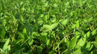 Tarlada soya fasulyesi, fidanlıkta soya fasulyesi. Güneşli tarlada soya fasulyesi. 4k görüntü.