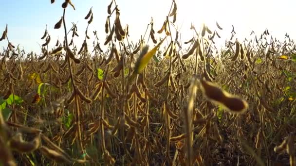Soybean Pods Plantation Sunset Mature Soybean Pods Field Video — Stock Video
