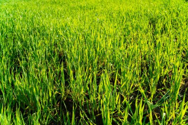 Genç buğday filizleri. Genç yeşil filiz çizgisi.