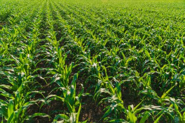 Güneşli bir günde yeşil mısırlı tarla.
