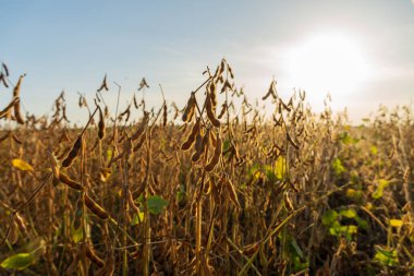 Güneşli bir günde tarımsal soya çiftliği. Soya bitkisi. Soya kapsülleri.